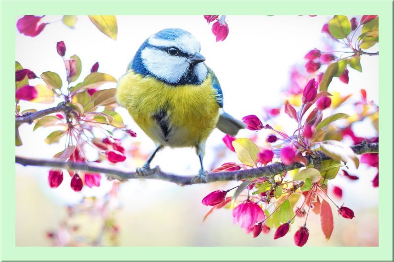 Blaumeise auf blühendem Ast